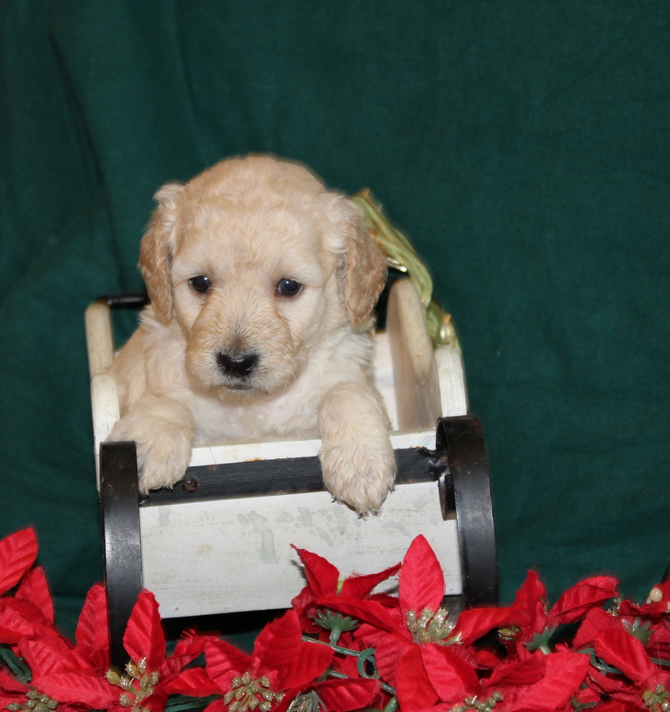 puppy, for, sale, Mini Golden Doodle F2B, Matthew B. Stoltzfus, dog, breeder, Gap, PA, dog-breeder, puppy-for-sale, forsale, nearby, find, puppyfind, locator, puppylocator, aca